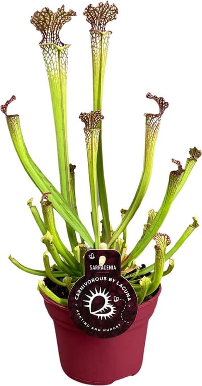 Plantenboetiek.nl | Sarracenia Farnhamii - Ø12cm - 30-40cm hoog - Kamerplant - Groenblijvend