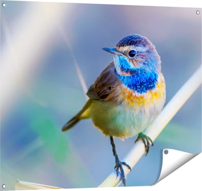 Gards Tuinposter Kleurrijke Blauwborst Vogel op een Tak - 100x80 cm - Tuindoek - Tuindecoratie - Wanddecoratie buiten - Tuinschilderij