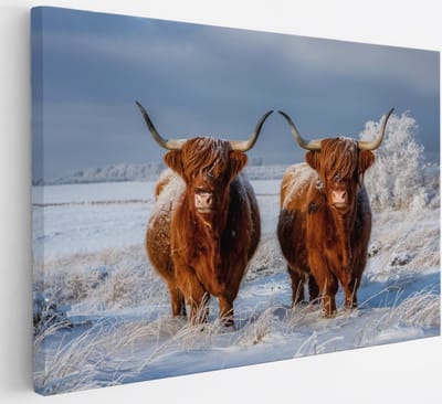 Saammp Canvas Schilderij - Groep Schotse Hooglander Koe - Landschap - Dieren - Natuur - 30x20 - Foto op canvas - Wanddecoratie - muurdecoratie Woonkamer - Slaapkamer decoratie - Canvas Print