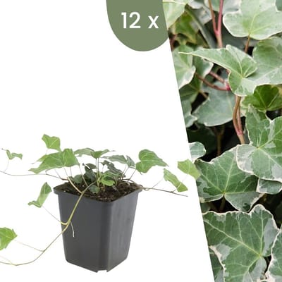 Plants by Frank | 12 Klimopplanten | Hedera helix 'Glacier' | Winterharde bodembedekker planten | tuinplanten | Winterharde vaste planten meerjarig | Winterharde tuinplanten