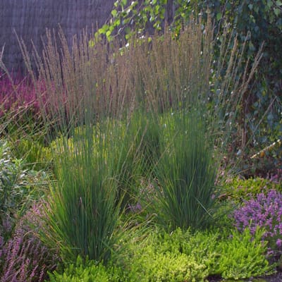12 x Pijpenstrootje Moorhexe Groen - Hoog Winterhard Siergras - Molinia caerulea 'Moorhexe' in 9x9cm pot met hoogte 5-10cm