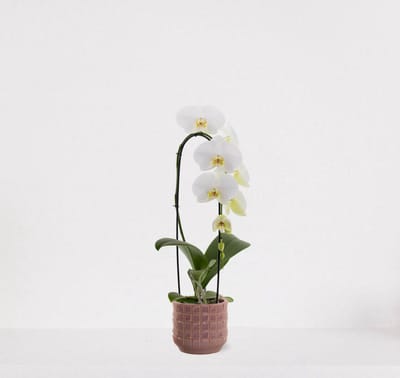 Phalaenopsis Cascade wit in sierpot Janneke oudroze – bloeiende witte Orchidee – kamerplant - 50-65cm - Ø13 – grootbloemig - geleverd met plantenpot – vers uit de kwekerij