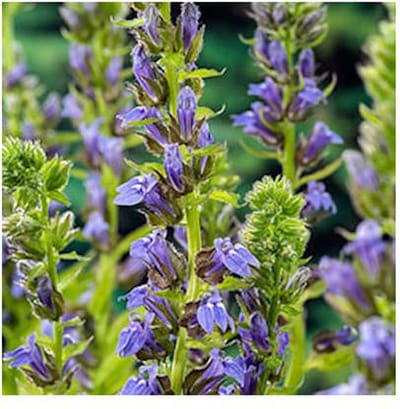 Moerings Lobelia Syphilitica | Waterlobelia | In 9CM pot