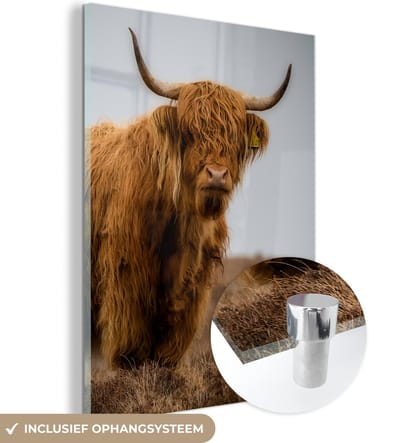 MuchoWow® Glasschilderij 120x160 cm - Schilderij acrylglas - Schotse Hooglander - Duin - Gras - Foto op glas - Schilderijen