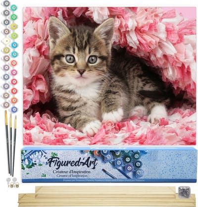 Figured'Art Schilderen op Nummer Volwassenen canvas Gecoat katje - Handwerk acrylverf Kit DIY Compleet - 40x50cm met DIY houten lijst