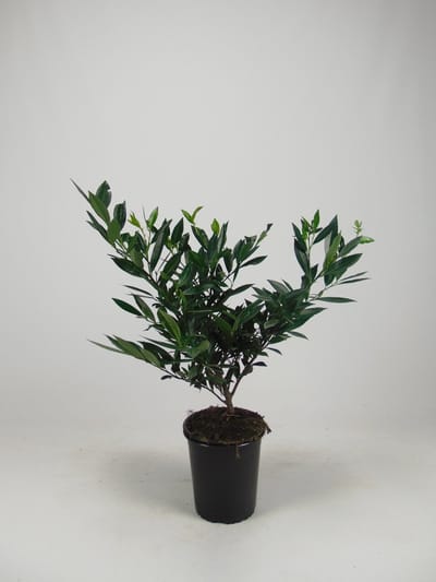 Laurier 'Otto Luyken' 30-40 cm (in pot) - Prunus l. 'Otto Luyken' - Ø26 cm - witte bloemen - onderhoudsarm - het hele jaar door groen