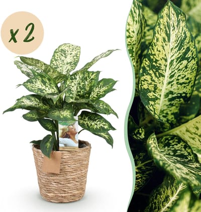 Plantenboetiek.nl | Green is... Diefenbachia Compacta - Dieffenbachia - Weinig onderhoud - met mand - Groen - 2 Planten - Ø17cm - 45-50cm hoog - Kamerplant - Groenblijvend