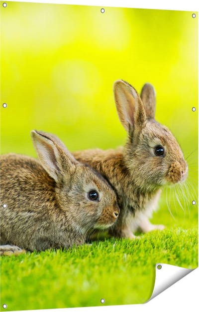 Gards Tuinposter Twee Konijnen op het Groene Gras - 90x120 cm - Tuindoek - Tuindecoratie - Wanddecoratie buiten - Tuinschilderij