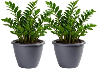 Mega Collections Plantenpot / bloempot Essence Lima - 2x - kunststof - donkergrijs - binnen/buiten - D40 x H32 cm