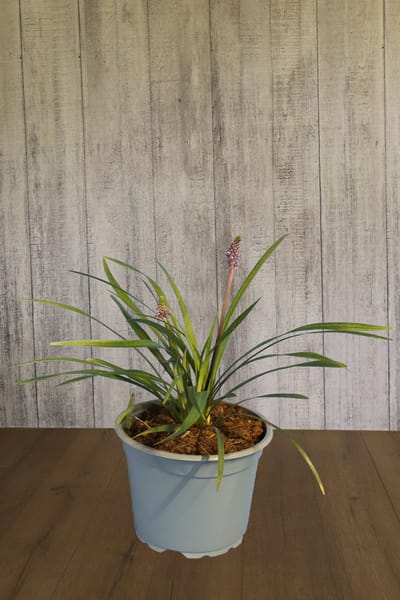 Set van 10 | Leliegras ‘Ingwersen’ pot 20-25 cm - Bladverliezend - Bloeiende plant - Geschikt als lage haag - Weinig onderhoud