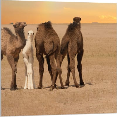 Dibond - Vier Kamelen op een Rij - 80x80cm Foto op Aluminium (Wanddecoratie van metaal)