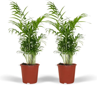 Plantenboetiek.nl | Chamaedorea Elegans - Mexicaanse Bergpalm | 2 stuks - Ø17cm - 45-55cm hoog - Kamerplant - Groenblijvend - Multideal