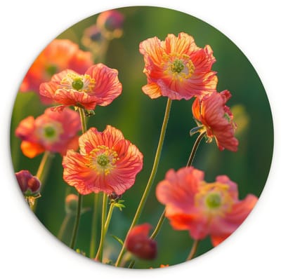 WallCircle® Wandcirkel 120x120 cm - Muurcirkel Bloemenveld - Zonnestralen - Oranje - Muurdecoratie woonkamer - Wanddecoratie slaapkamer - Kamer decoratie accessoires - Ronde schilderijen XXL