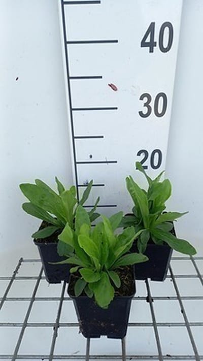 6x Vingerhoedskruid - Digitalis ferr. Gelber Herold' | 9x9 cm pot