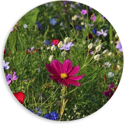 KuijsFotoprint - Schilderij - Velt Met In Kleuren - Multicolor - 80 X 80 Cm