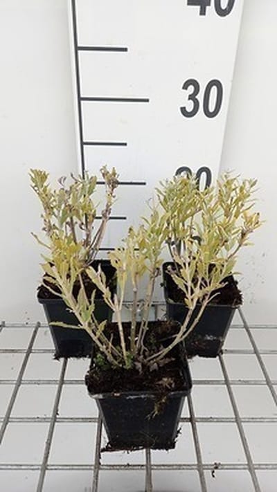 6x Blauwspirea - Perovskia atripl. 'Blue Steel' | 9x9 cm pot