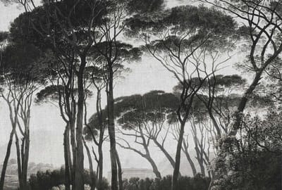 Fotobehang Treetops1 DD117875 A.S. Création Atelier 47 | Fotobehang online webshop