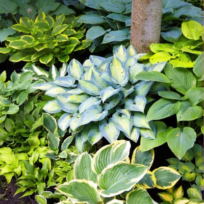 Hosta Buitenplant - Tuinplant - 5 stuks - Meerkleurig - Tuin Plant voor Buiten