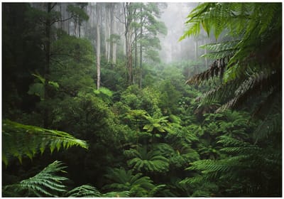 WALLARENA - Fotobehang - 150x105 cm - tropische jungle bladeren fototapet voor woonkamer en slaapkamer