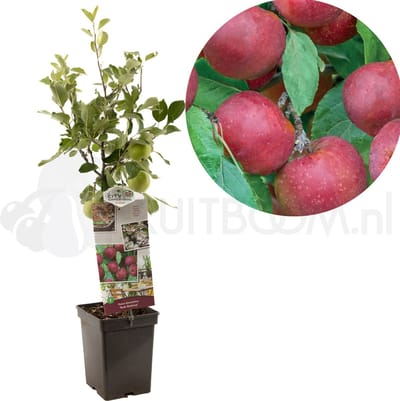 Malus domestica Rode Boskoop | zure moesappel | patio