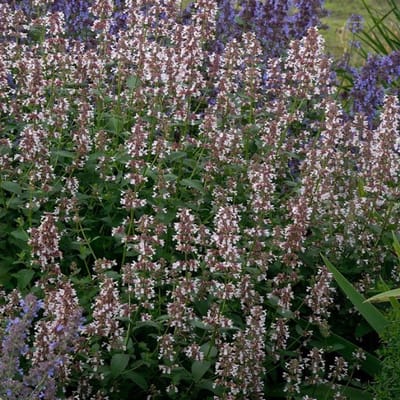 Plants Online BV - Planten - Tuinplanten - Vaste planten - Set van 1 - Kattenkruid 'Dawn to Dusk'
