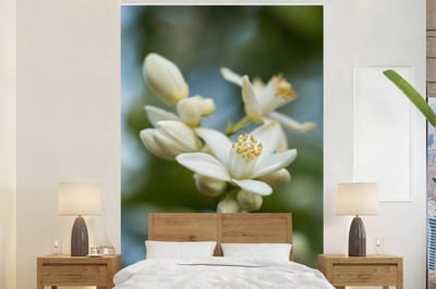 Behang - Fotobehang Close-up van oranjebloesem met wazige achtergrond - Breedte 160 cm x hoogte 240 cm