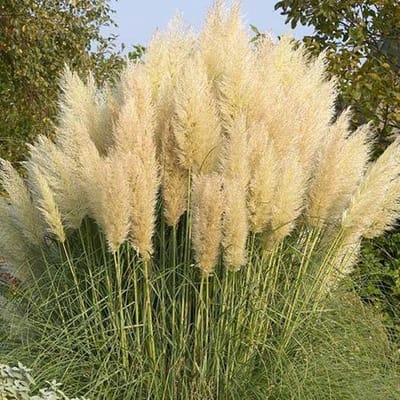Cortaderia selloana Pumila - Set van 12 - Dwerg Pampasgras - Pot P9 - Witte Pluim