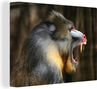 Canvas Schilderij Afrikaans - Aap - Baviaan - Dieren - 80x60 cm - Wanddecoratie
