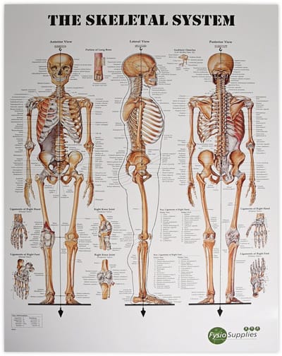 FysioSupplies - The Human Skeletal System 50x70 cm poster - Anatomieposters