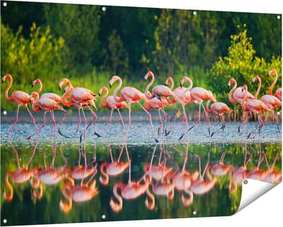 Gards Tuinposter Kudde Flamingo's op het Water - 150x100 cm - Tuindoek - Tuindecoratie - Wanddecoratie buiten - Tuinschilderij