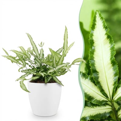 Plantenboetiek.nl | Pteris cretica Albolineata - Lintvaren - Huisdiervriendelijke Plant - Groen - met Potter Wit - Ø12cm - 20cm hoog - Kamerplant - Arrangement - Plant met pot