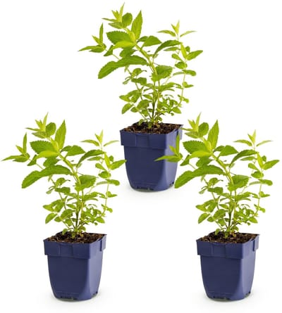 Green boutiQ - Vasteplant - Nepeta sib. Wild Orchid - Kattenkruid - Bijen en Vlinderlokkers - Roze - 3 Planten - Pot 11cm - Hoogte 15-25cm