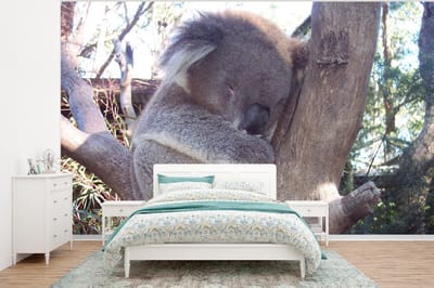 Behang - Fotobehang Koala - Boom - Grijs - Breedte 400 cm x hoogte 300 cm