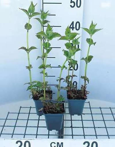 6x Bergamotplant - Monarda hybr. 'Cambridge Scarlet' | 9x9 cm pot