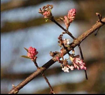 Viburnum bodn. 'Dawn' - Sneeuwbal 50- 60 cm in pot