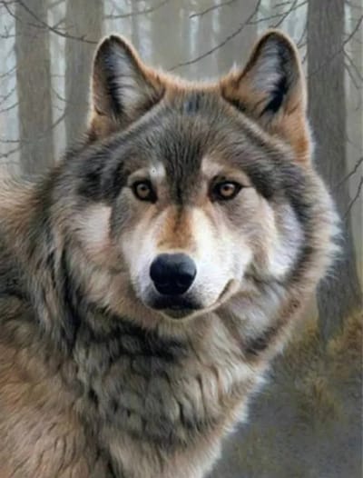 Wolf 30x40 - Diamond painting - compleet pakket - volledig beplakt - vierkante steentjes