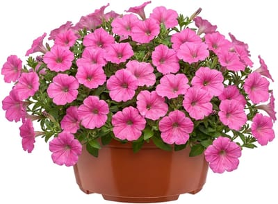 Garronda Ronde kunststof plantenbak met drainage voor wortelplanten (Terracotta, Ø19 x 9,5 cm – 2,2 L) GD-KW-B-Terracotta