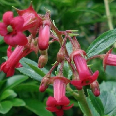 Escallonia 'C.F. Ball' - Escallonia - 40-50 cm in pot: Struik met glanzend groen blad en rode bloemen, geschikt voor hagen.