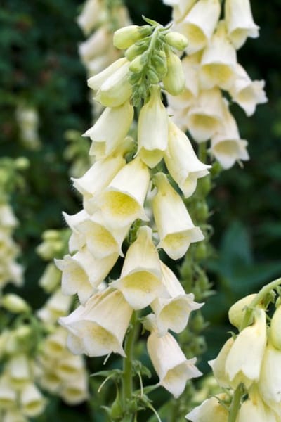 Plantes de jardin - Un ensemble 1 - Digitalis grandiflora - (2L)
