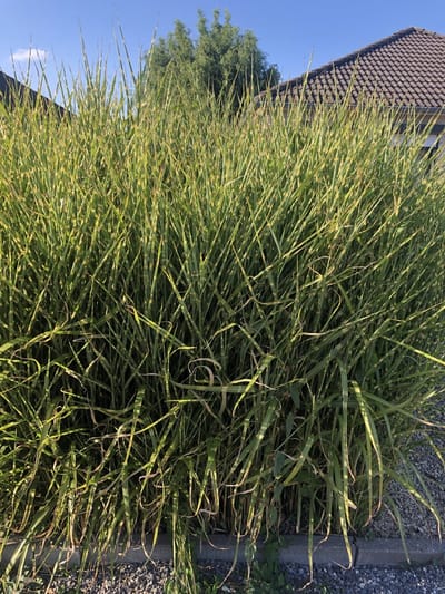 6x Prachtriet - Miscanthus sinensis 'Strictus' | 9x9 cm pot