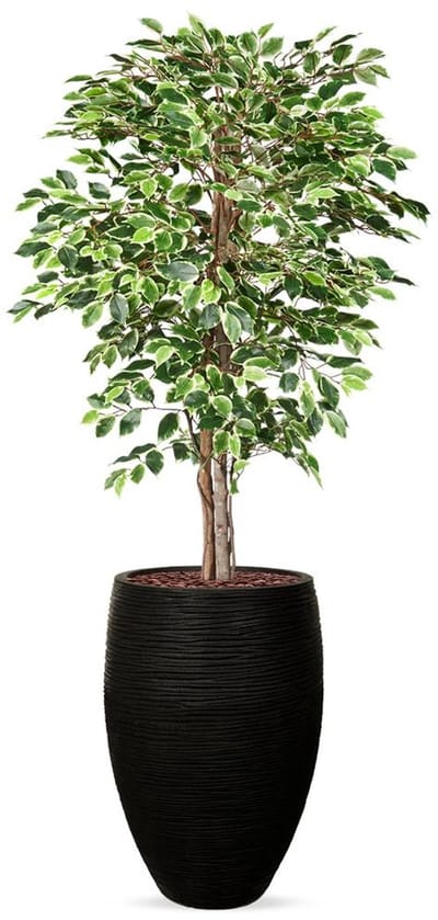 Kunstplant Ficus bont in Vaas elegant Deluxe Rib zwart H200 cm