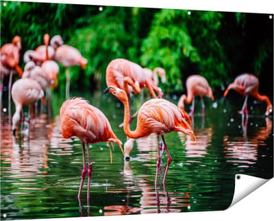 Gards Tuinposter Kudde Flamingo's in de Jungle in het Water - 150x100 cm - Tuindoek - Tuindecoratie - Wanddecoratie buiten - Tuinschilderij
