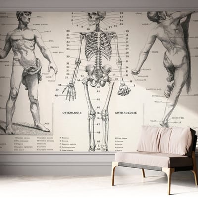 Coloray Zelfklevend Behang - Klassieke anatomie Zelfklevend fotobehang - 312x250 cm - Zwart Zelfklevend Behang - Voor op kantoor, voor de hal, voor de woonkamer - Plakklare achterzijde - Stickerbehang op rol