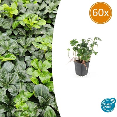 60 stuks Schaduwkruid - Tuinplanten voor in de schaduw - Pachysandra 10-25cm