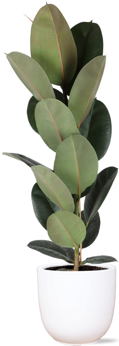 Ficus Elastica Robusta - Ø21cm - ↑ 90cm in Boule WIT pot
