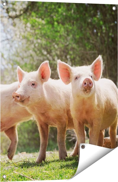 Gards Tuinposter Groep Jonge Varkens - 60x80 cm - Tuindoek - Tuindecoratie - Wanddecoratie buiten - Tuinschilderij