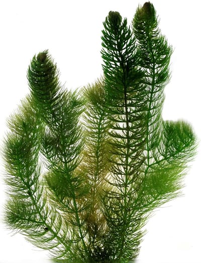 vdvelde.com - Hoornblad 2 liter (Ceratophyllum demersum) - Drijvende zuurstofplant - Vijverplant - Voor helder vijverwater en minder algen - Winterhard en onderhoudsvriendelijk