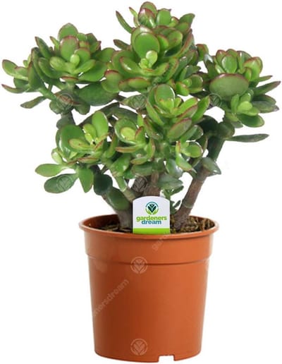 Mini groene plant Crassula Ovata – kamerplant – vetplanten in potten – plantendecoratie – luchtreiniger – gemakkelijk te onderhouden