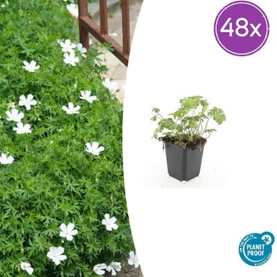 Trendyplants - Geranium sanguineum 'Album' - 48 stuks - Ooievaarsbek - Winterhard - Hoogte 10-30 cm - Potmaat Ø9cm