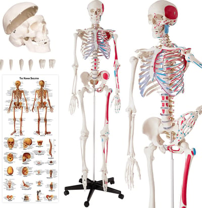 tectake® Anatomie Skelet - 180 cm - Levensgroot Medisch Model op Staandaard met Wielen - Met Spiermarkering - Beweegbaar - Afneembare Onderdelen - incl. Poster met Spieren en Botten